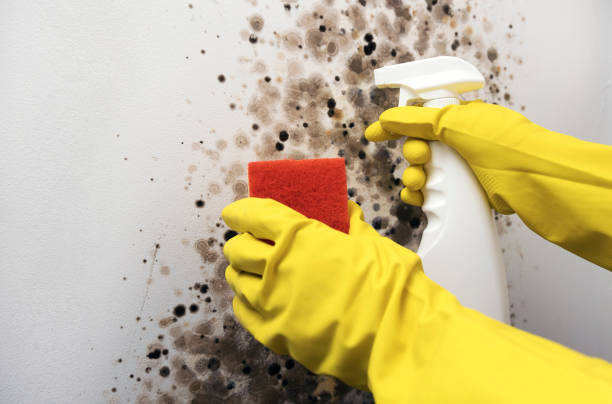 Best Crawl Space Mold Remediation in Congers, NY